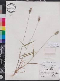 Setaria corrugata image