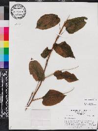 Smilax pulverulenta image