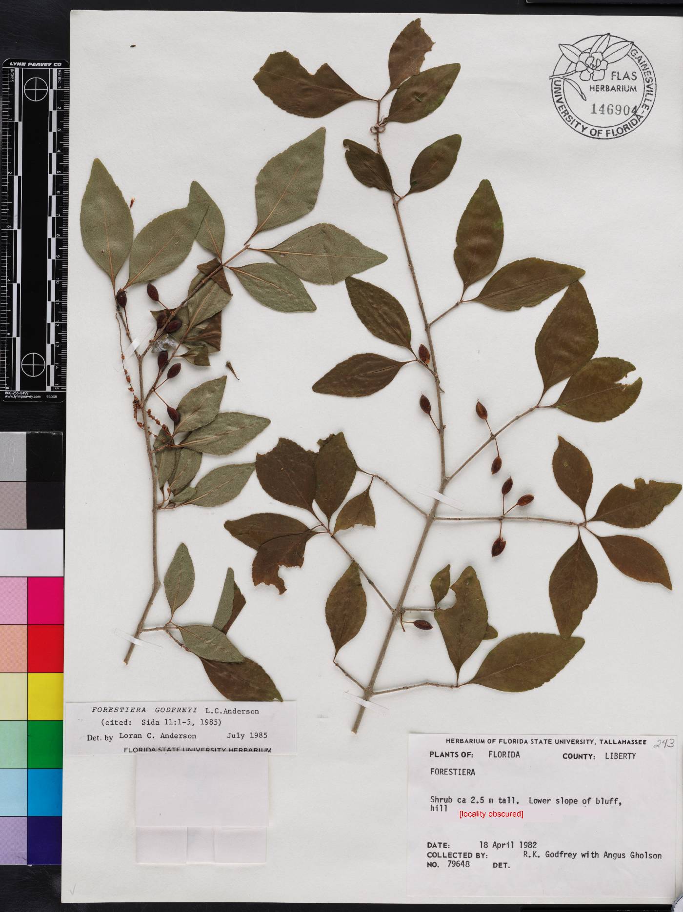 Forestiera godfreyi image