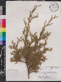 Chamaecyparis thyoides image