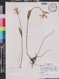 Pogonia ophioglossoides image