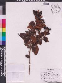 Viburnum tinus image