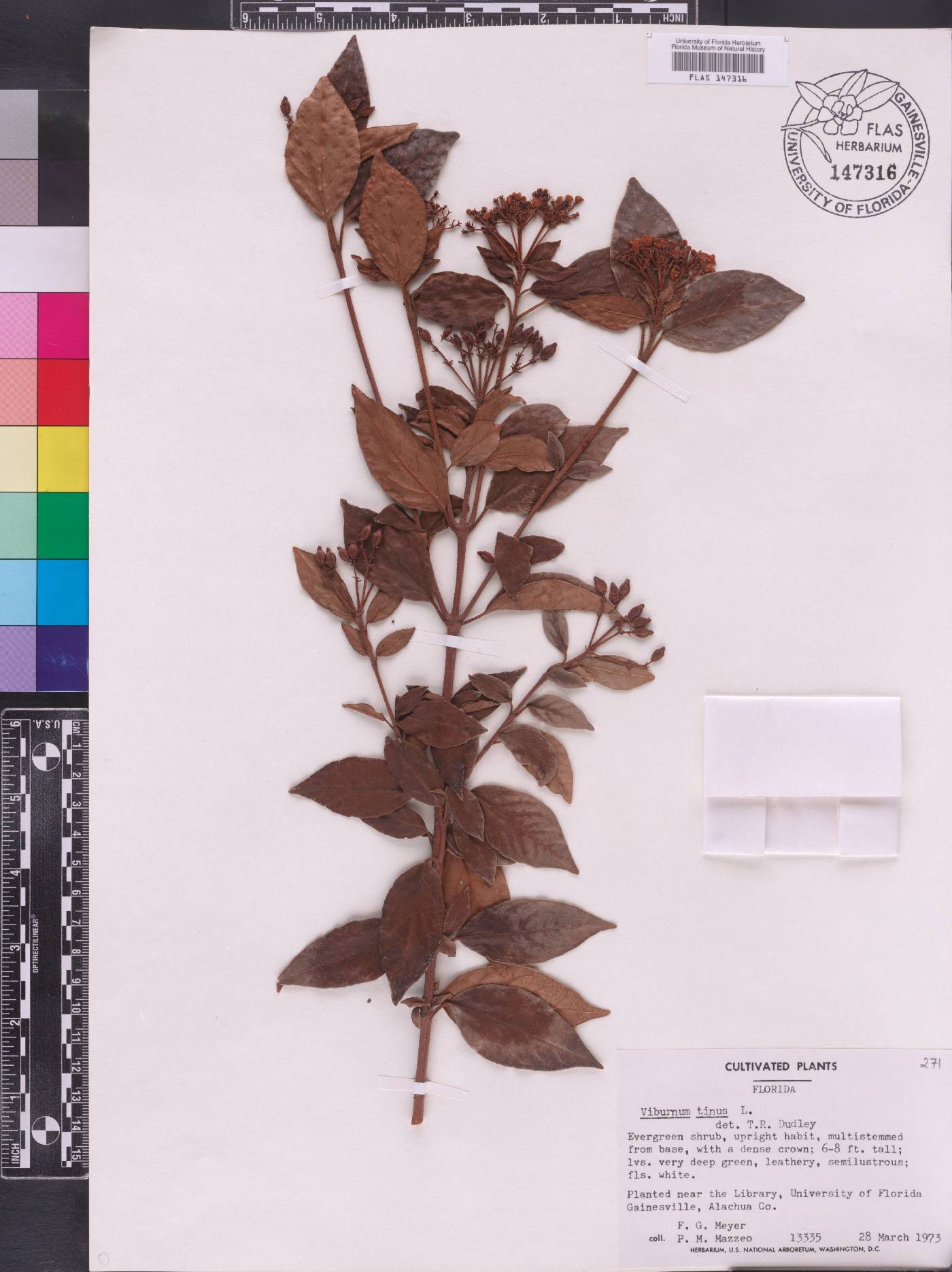 Viburnum tinus image