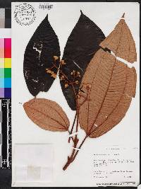 Miconia serrulata image