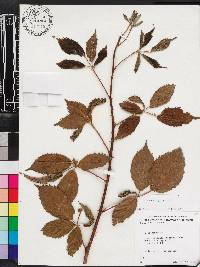 Rubus argutus image