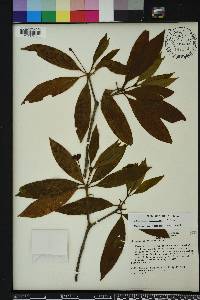 Illicium floridanum image