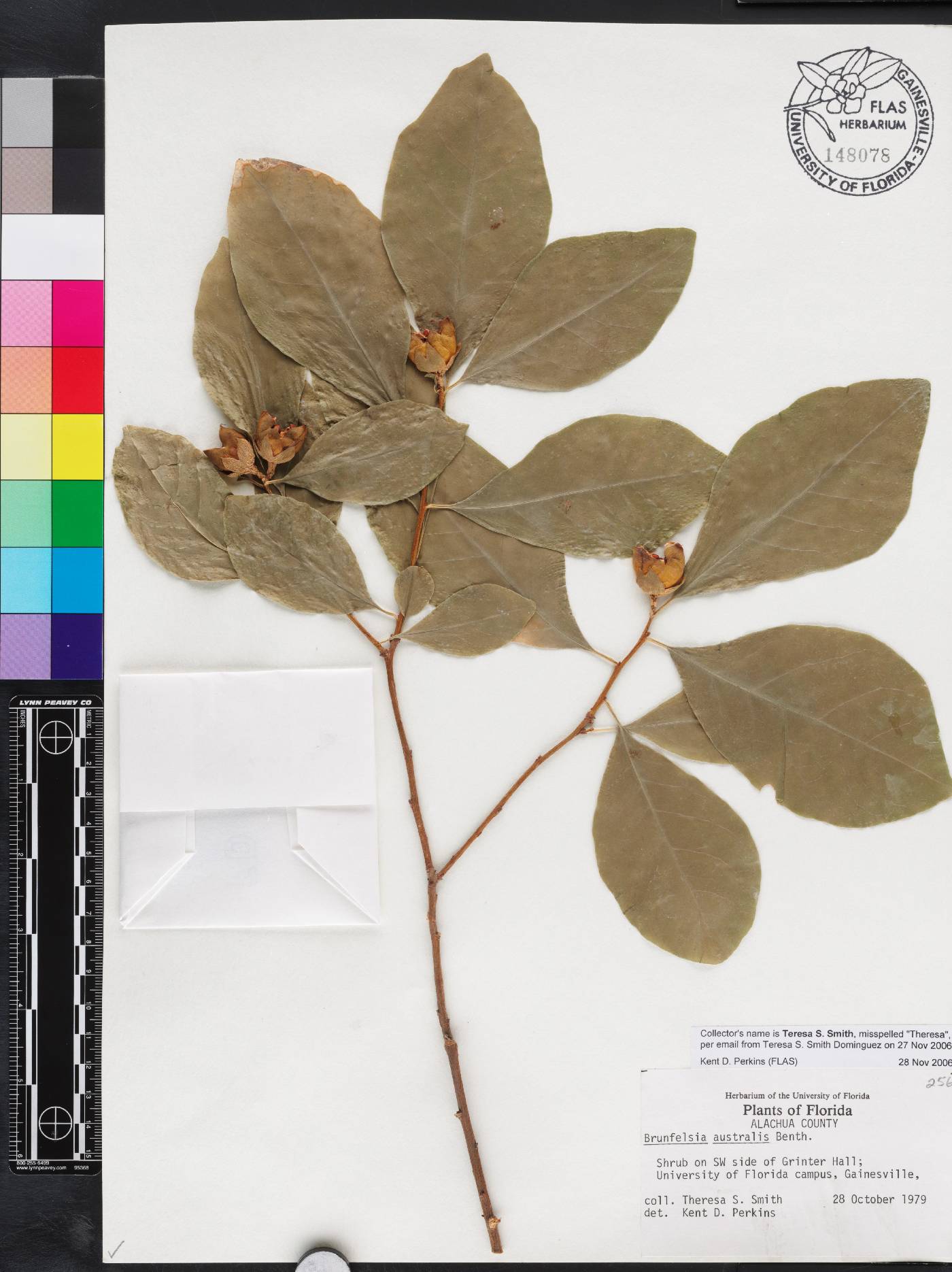 Brunfelsia australis image