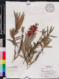 Callistemon rigidus image