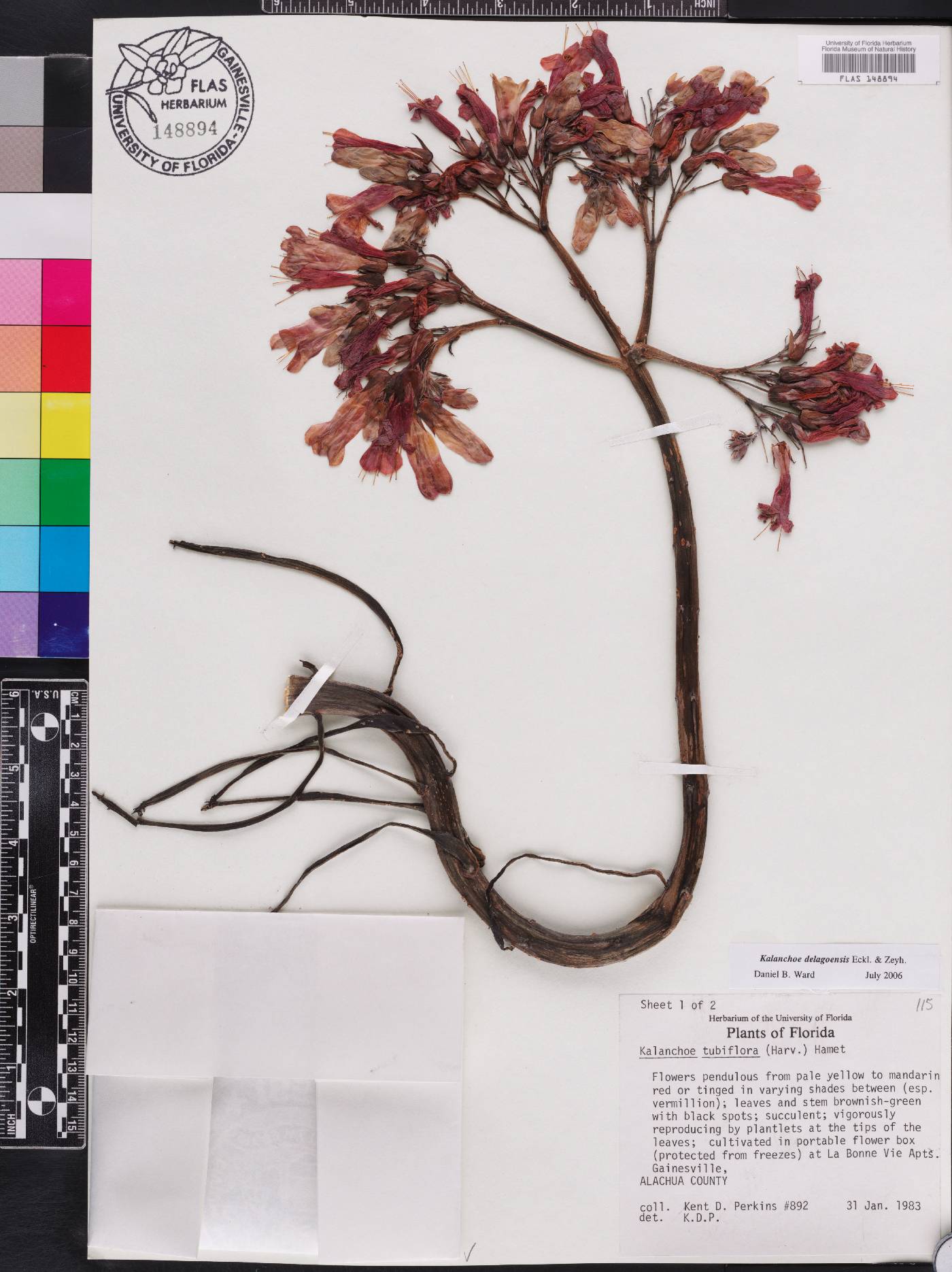 Kalanchoe delagoensis image