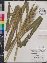 Echinochloa walteri image