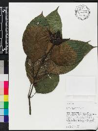 Sanchezia ovata image