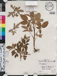 Rubus cuneifolius image