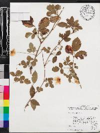 Rubus trivialis image