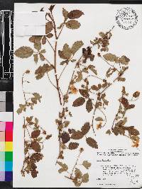 Rubus trivialis image