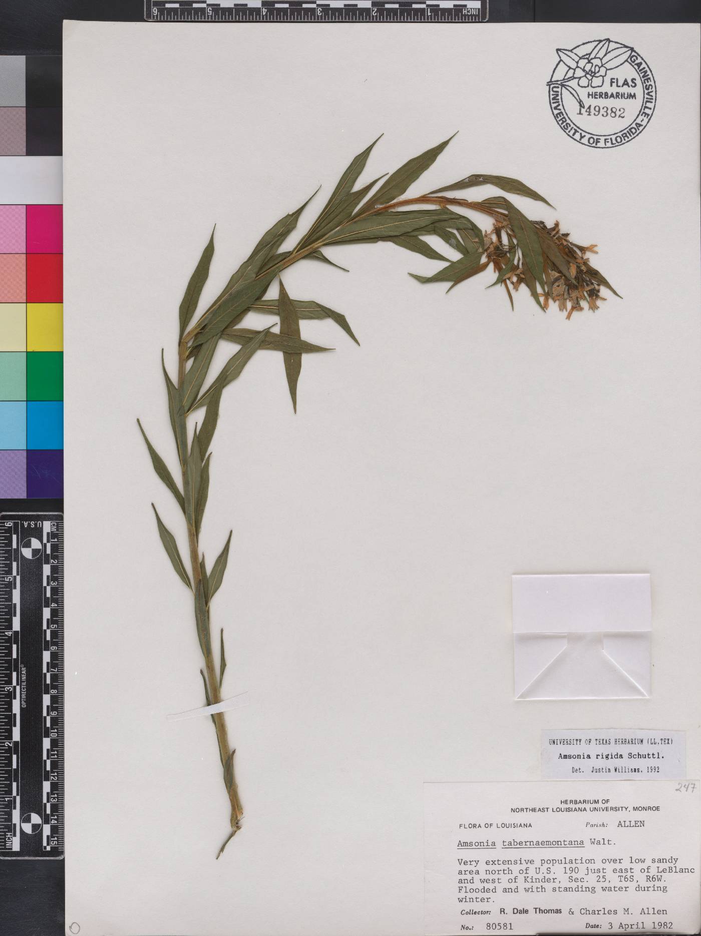 Amsonia rigida image