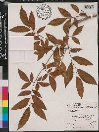 Ulmus alata image