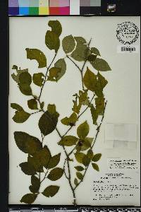 Ilex ambigua image