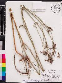 Verbena brasiliensis image