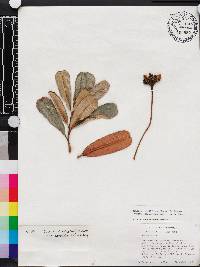 Gesneria viridiflora image