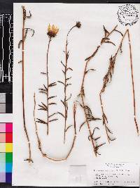 Phoebanthus grandiflorus image