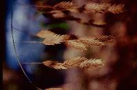 Chasmanthium latifolium image