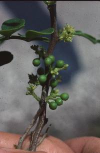 Zanthoxylum fagara image