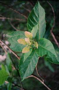 Pinckneya bracteata image