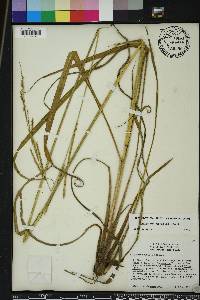 Paspalum urvillei image