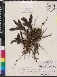 Epidendrum anceps image