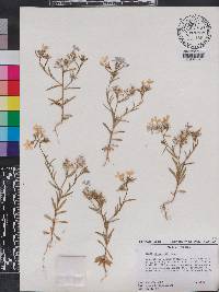 Phlox drummondii image