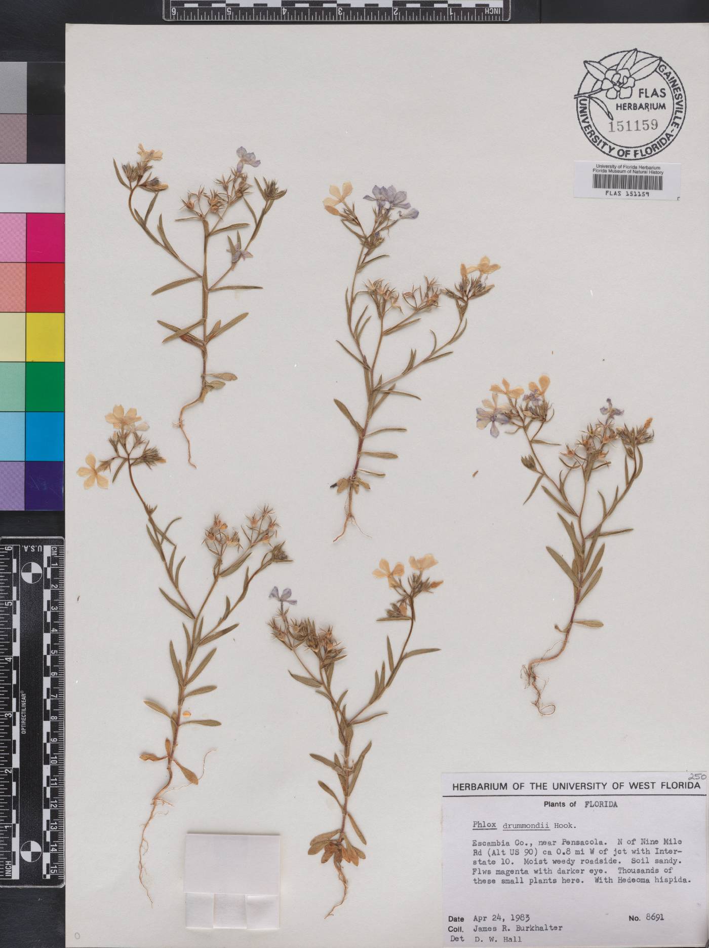 Phlox drummondii image