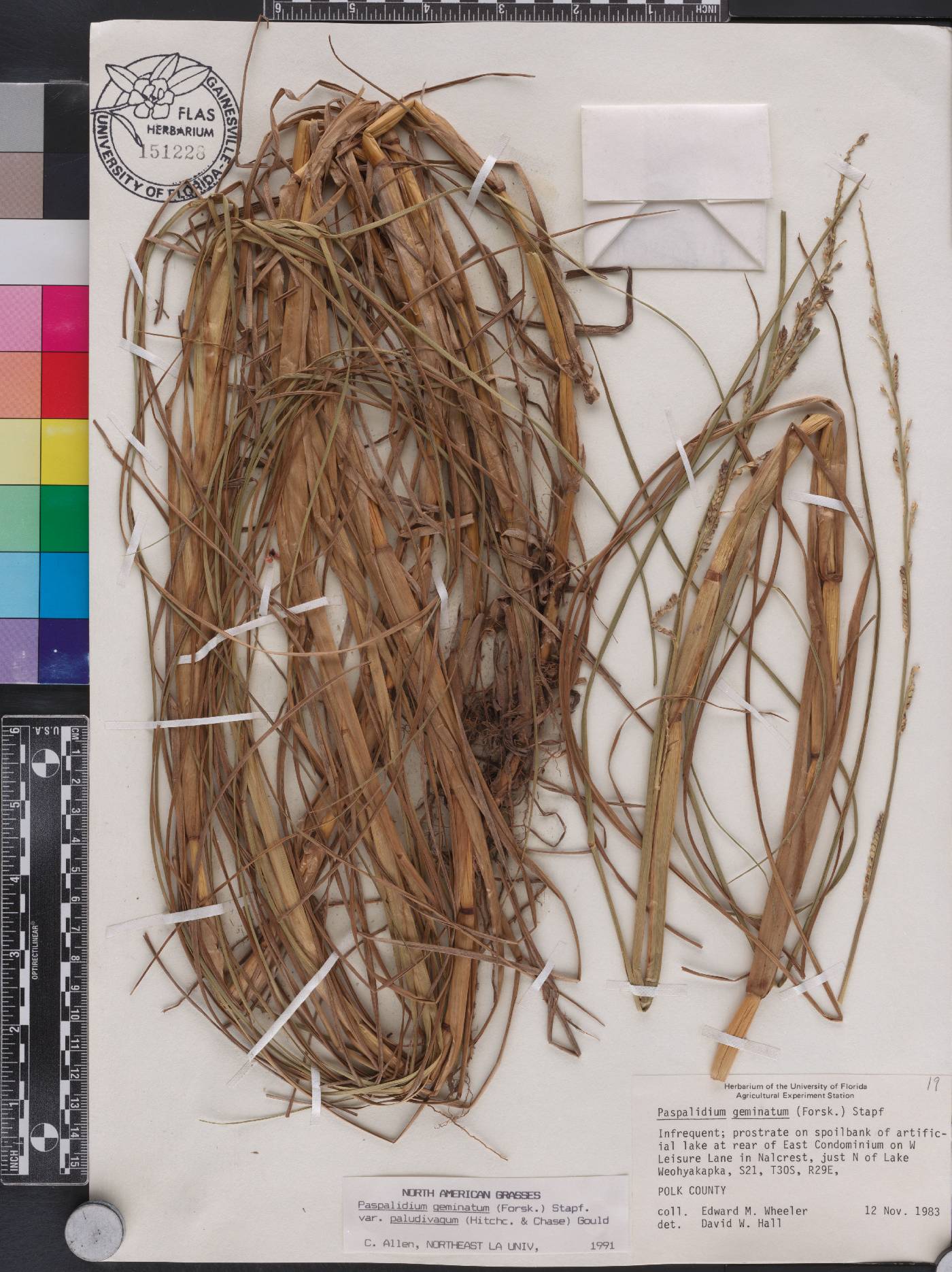 Paspalidium geminatum var. paludivagum image