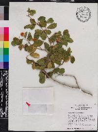 Guaiacum officinale image