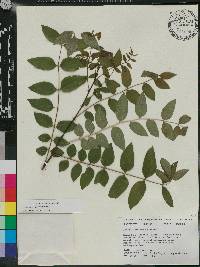 Zanthoxylum americanum image