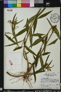 Asclepias nivea image