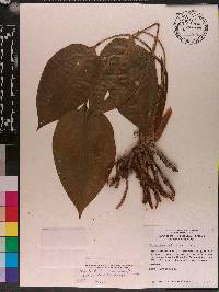 Ponthieva petiolata image