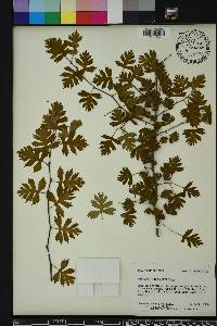 Crataegus marshallii image