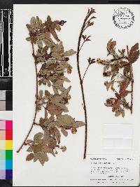 Rubus trivialis image