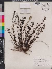 Mecardonia acuminata image