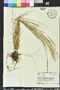 Aristida spiciformis image