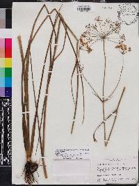 Tiedemannia filiformis subsp. filiformis image