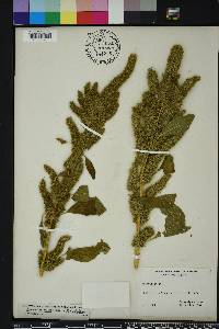 Amaranthus powellii image