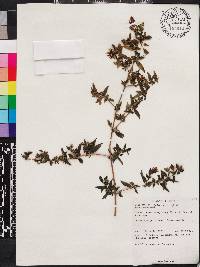 Osbeckia octandra image