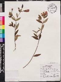 Osbeckia octandra image