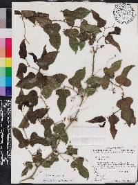 Smilax tamnoides image