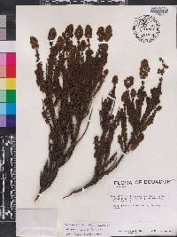 Valeriana microphylla image
