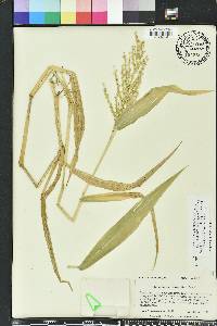 Urochloa ramosa image