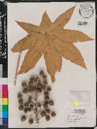 Ricinus communis image