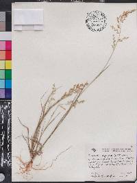 Eragrostis maypurensis image