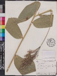 Olyra latifolia image